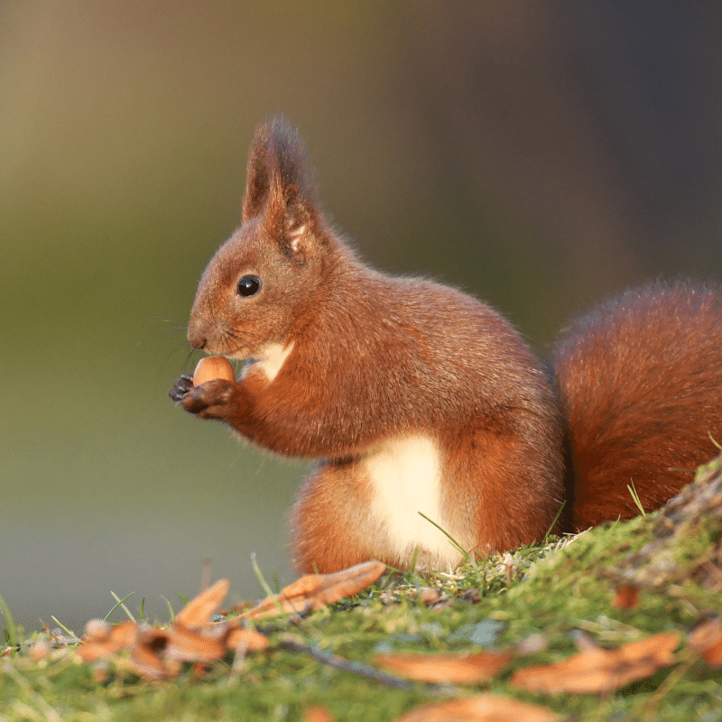 őszi erdő mókus